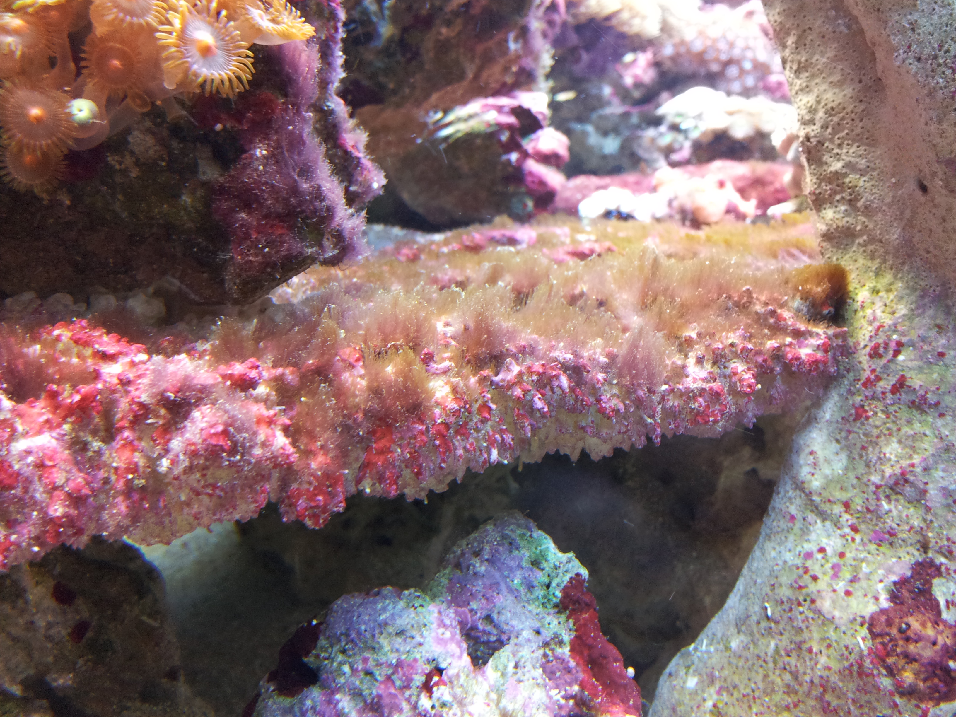 Brown hair algae/Red Fuzzy algae | Reef Sanctuary